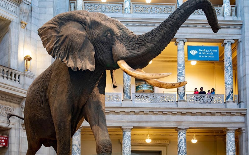Smithsonian Institution Elephant