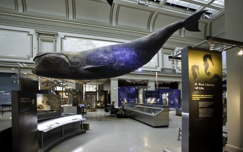 Smithsonian Institution Whale