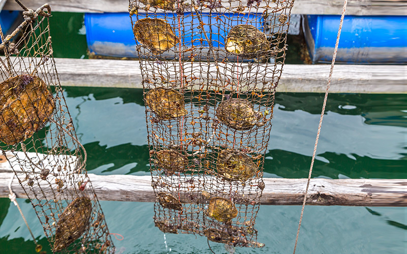 Oysters in nets