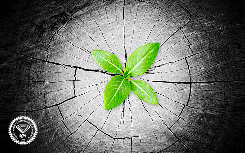 Renewal