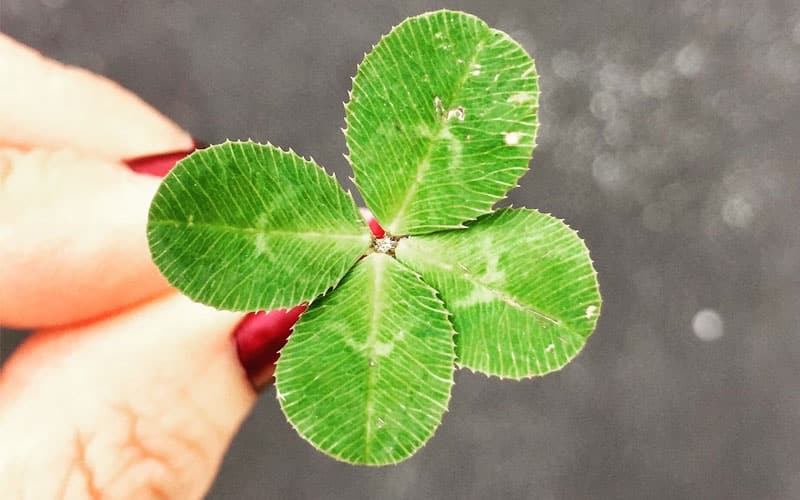 Four Leaf Clover